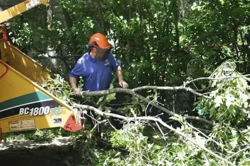 tree services Webster Groves